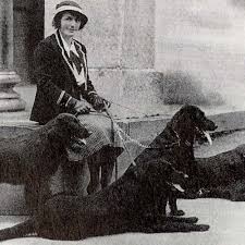 Image result for flat coated retrívr