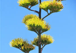 Unlike annual or biennial flowers, perennial flowers won't just bloom for a year or two. Century Plants Are In Beautiful Bloom But They Don T Live 100 Years Local News Tucson Com