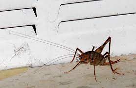 Pestguide shares several ways to do it and keep them away. Diestrammena Asynamora Wikidata