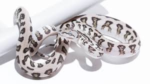 Carpet python snake vivarium python sale olive python python hatchlings albino python jungle python rats woma python albino darwin stimson python black headed python water python green tree python. Jaguar Carpet Pythons Morelia Spilota