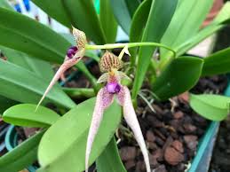 Image result for Bulbophyllum comatum