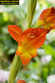 Image result for Gladiolus dalenii
