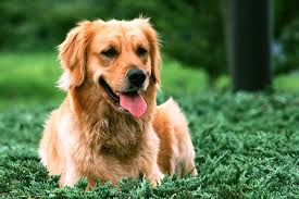Getting a golden retriever is like having a kid. Golden Retriever Puppies For Sale From Reputable Dog Breeders