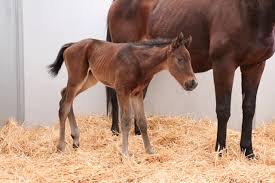 Pin On Horse Racing Continued