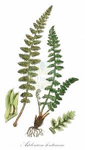 Image result for Aspleniaceae