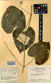 Image result for Cissus petiolata