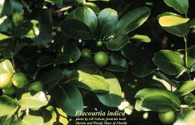 Image result for Flacourtia indica