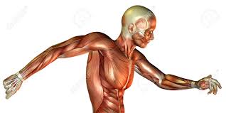 Maybe you would like to learn more about one of these? 3d Render Of A Motion Study Of Male Torso Stock Photo Picture And Royalty Free Image Image 7999636