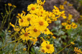 Image result for Embelia multiflora