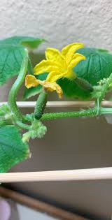 Image result for female flowers cucumber