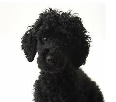 Black And White Standard Poodle Puppy Black Poodle Toy Poodle Black Poodle Puppy Poodle Grooming