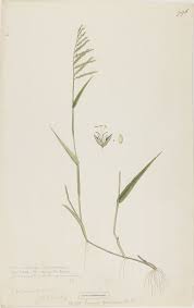 Image result for Urochloa reptans