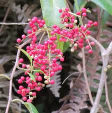 Image result for Embelia