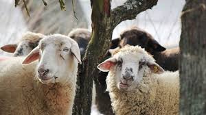 Ester muniz e brida nunes videos