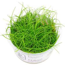 Image result for Eleocharis minima