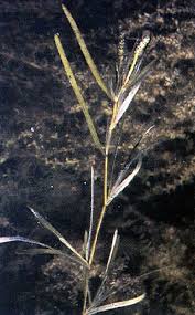 Image result for Potamogeton octandrus