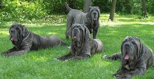 Neapolitan mastiff dogs & puppies 47 mastiff dogs & puppies 47 purebred dogs & puppies 44 baby dogs & puppies 7. Neapolitan Mastiff Temperament Price And Puppies For Sale