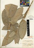 Image result for Hypselodelphys scandens