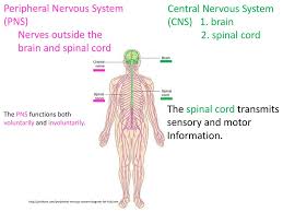 You're going to learn all about neurons, the spinal the nervous system is divided into the central nervous system and the peripheral nervous system. Slidesharecdn Ppt Download