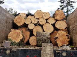 It produces a long lasting flame with a high heat output, it can even be burnt relatively effectively without being dried. The Best Firewood For Burning A Farm Girl In The Making