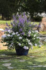 Meet Angelonia The Summer Snapdragon In 2020 Gartencontainer Topf Und Kubelpflanzen Garten Pflanzkasten