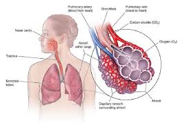 Common chests are not included on this. How The Lungs Work Lung Center Temple Health