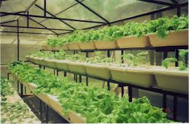 Maybe you would like to learn more about one of these? Jenis Sayuran Hidroponik Agriculture World