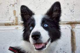 Vintage Porcelain Border Collie Black And White Border Collie Blue Eyes Puppy Portraits Border Collie