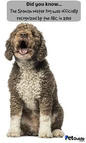 Spanish Water Dog - Description, Energy Level, Health, Interesting Facts