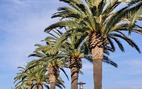 Your san jose airport rental car return process is easy: Bay Area Pests The Palm Weevil 888 969 8733 San Jose San Francisco Walnut Creek