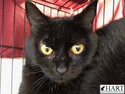 Learn what life might be like during the first month. Fetch Me A Home Brownie The Cat Up For Adoption Newscentermaine Com