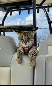 F1 Savannah Cats In Maryland In 2021 Savannah Kitten Cat Breeder Savannah Cat