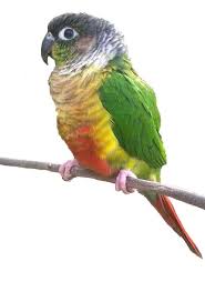 The green cheek conure (pyrrhura molinae), also known the green cheeked parakeet, argentine conure, santa cruz conure, and yellow sided conureyellow…. Yellow Sided Green Cheek Conure The Animal Store