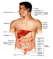 Anatomy And Physiology Vii Digestive System Flashcards Quizlet