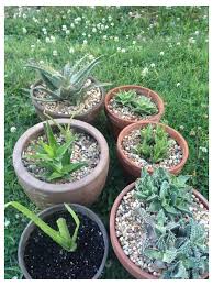 I have a bag of cactus soil and i wanted to use it with some alpines i'm trying to grow (artemisia genipi, achillea nana). I Put Rocks On Top Of My Soil Does It Look Like It Will Work