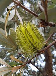 Banksia Integrifolia Screw Creek Nature Walk Inverloch Vic Australian Native Plants Australian Native Flowers Australian Plants