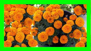 How to grow marigolds from seed. Growing Marigold From Seeds Hindi Youtube
