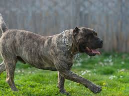 We have an amazing presa canario puppies for sale. Perro De Presa Canario Full Profile History And Care