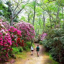 Wander Through Flowers As Tall As Trees At This Spectacular Spring Festival In Massachusetts Rhododendron Woodland Garden Outdoor Oasis