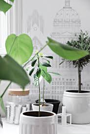 My Avocado Trees A Tale Of Growth Only Deco Love Avocado Tree Indoor Avocado Tree Growing An Avocado Tree