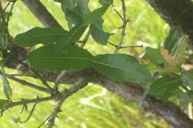 Image result for Pavetta incana