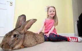 بالصور الارنب داريوس اضخم ارنب فى العالم ست البيت كل ما يخص حواءست البيت كل ما يخص حواء Large Animals Animals World S Biggest Rabbit