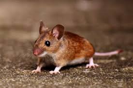 Nassau county long island ny pest control: Nassau County Pest Control 24 7 Exterminator Nassau County
