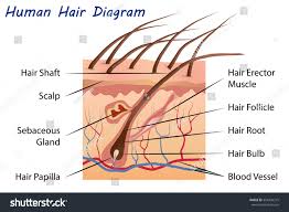 The root of the hair is made. Human Hair Diagram Royalty Free Stock Vector 356436215 Avopix Com