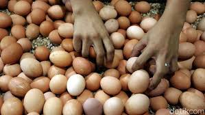 Maybe you would like to learn more about one of these? Pemerintah Putar Otak Selamatkan Peternak Karena Harga Telur Turun