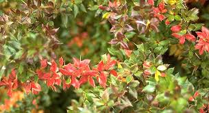 Image result for Berberis verruculosa
