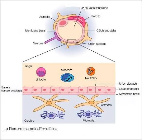 Estructura de la Barrera Hematoencefálica (BHE) y acoplamiento neuroglial, generada por IA