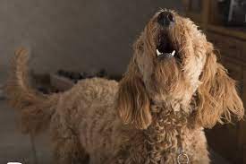 Why Does Your Dog Howl Dogtopia