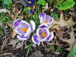 Viện Nông Nghiệp VN - Củ giống Hoa Nghệ Tây Saffron | Hanoi