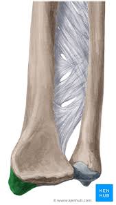 This bone is on the thumb side of the hand near the radius.; Radius And Ulna Anatomy And Clinical Notes Kenhub